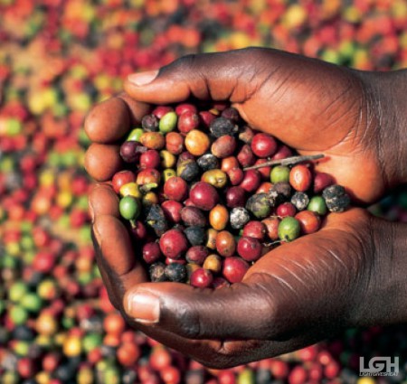 Granos de café recién recolectados